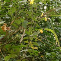 Abutilon persicum (Burm.f.) Merr.